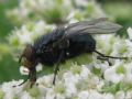 Calliphora vicina